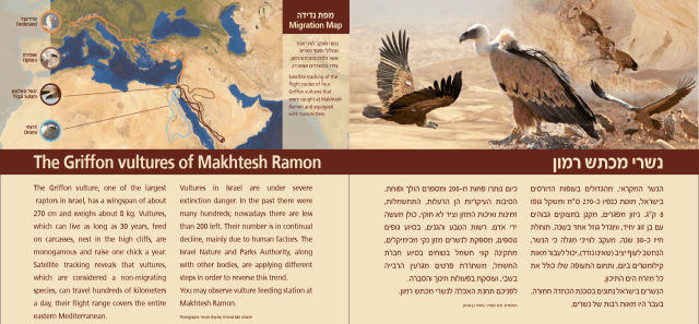 נשרים קאולין