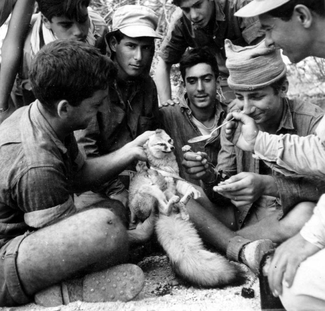 %d7%a9%d7%95%d7%a2%d7%9c-%d7%a6%d7%95%d7%a7%d7%99%d7%9d-%d7%a2%d7%99%d7%9f-%d7%92%d7%93%d7%99-1956